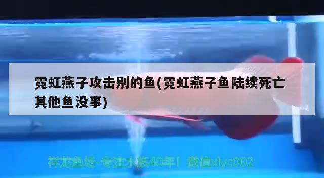 霓虹燕子攻擊別的魚(霓虹燕子魚陸續(xù)死亡其他魚沒事) 觀賞魚