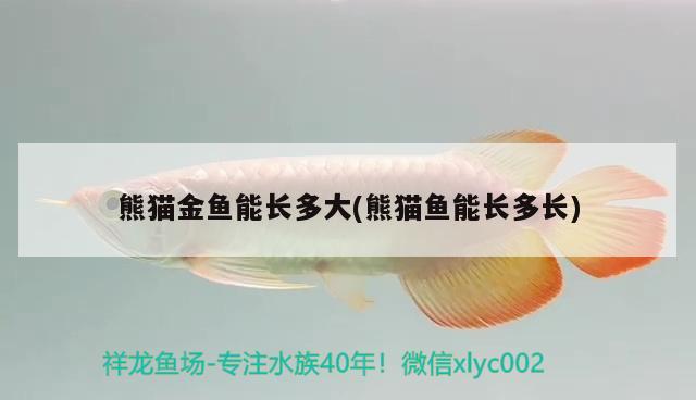 熊貓金魚能長多大(熊貓魚能長多長)