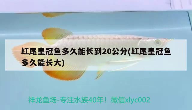 紅尾皇冠魚多久能長到20公分(紅尾皇冠魚多久能長大)