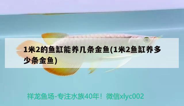 1米2的魚缸能養(yǎng)幾條金魚(1米2魚缸養(yǎng)多少條金魚)