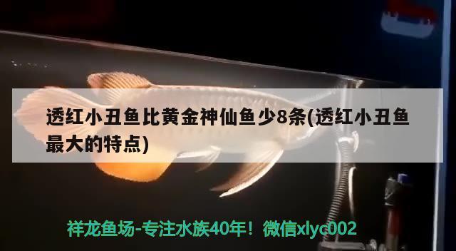 透紅小丑魚(yú)比黃金神仙魚(yú)少8條(透紅小丑魚(yú)最大的特點(diǎn))