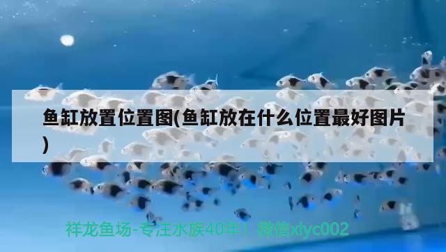 魚缸放置位置圖(魚缸放在什么位置最好圖片) 圣菲埃及魚