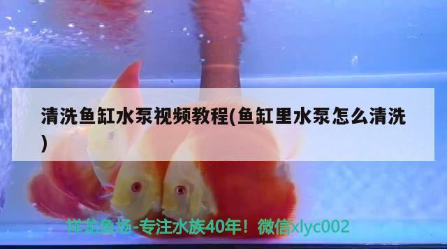 清洗魚缸水泵視頻教程(魚缸里水泵怎么清洗)