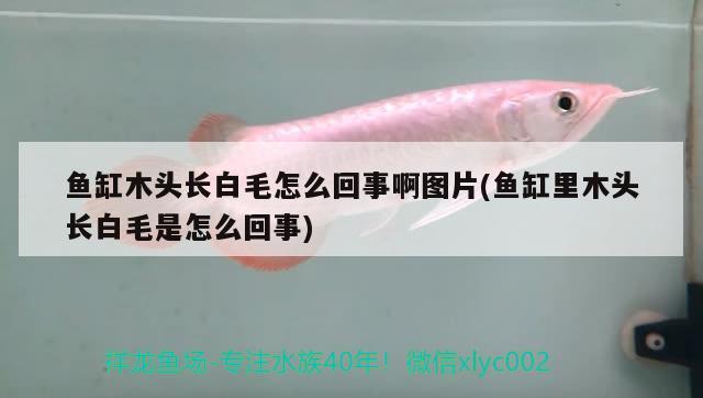 魚缸木頭長白毛怎么回事啊圖片(魚缸里木頭長白毛是怎么回事)