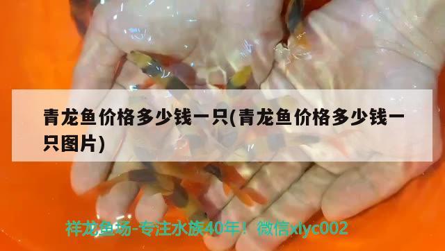 青龍魚價格多少錢一只(青龍魚價格多少錢一只圖片) 青龍魚