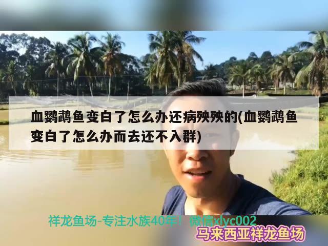 血鸚鵡魚變白了怎么辦還病殃殃的(血鸚鵡魚變白了怎么辦而去還不入群)