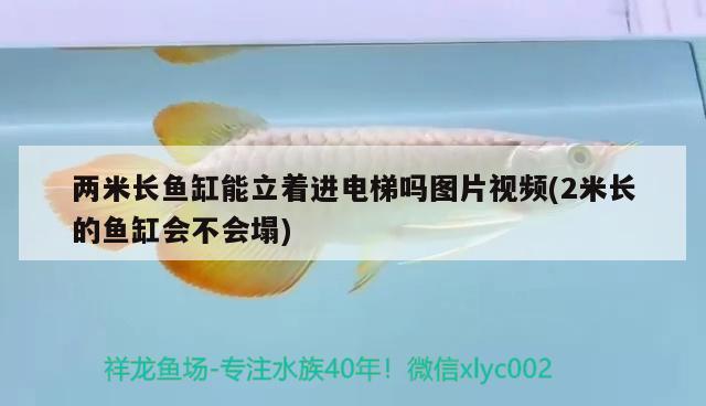 兩米長魚缸能立著進(jìn)電梯嗎圖片視頻(2米長的魚缸會(huì)不會(huì)塌)