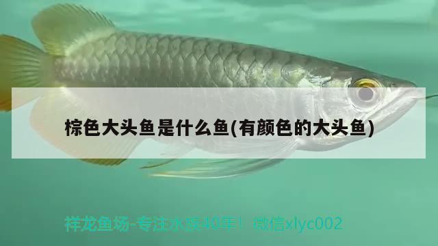 棕色大頭魚(yú)是什么魚(yú)(有顏色的大頭魚(yú)) 觀賞魚(yú)