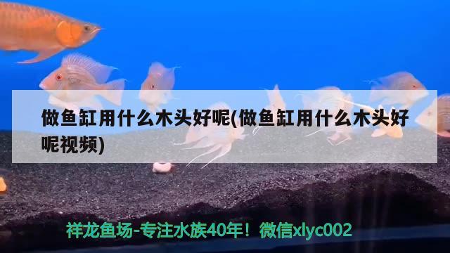 做魚缸用什么木頭好呢(做魚缸用什么木頭好呢視頻) 黃金招財(cái)貓魚