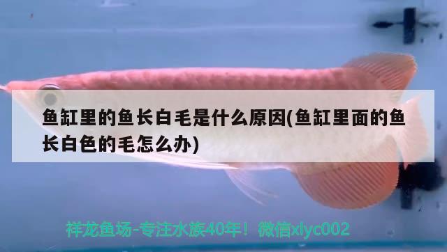 魚缸里的魚長白毛是什么原因(魚缸里面的魚長白色的毛怎么辦) 白子銀龍魚苗