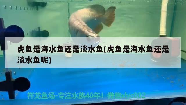 虎魚是海水魚還是淡水魚(虎魚是海水魚還是淡水魚呢) 海水魚