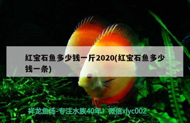 紅寶石魚多少錢一斤2020(紅寶石魚多少錢一條)