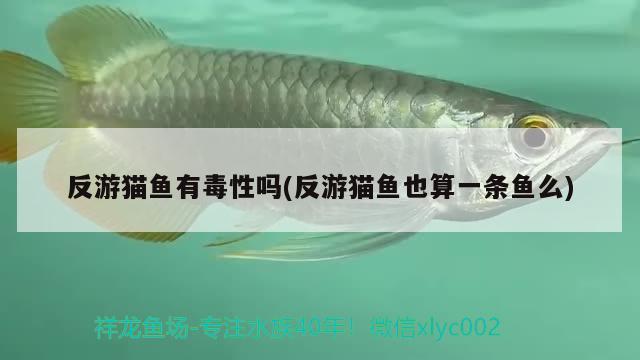 反游貓魚有毒性嗎(反游貓魚也算一條魚么) 觀賞魚