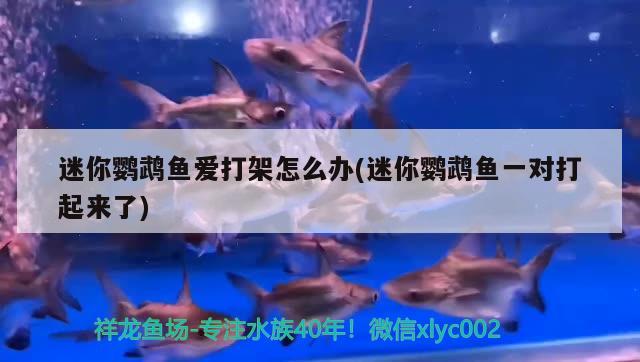 迷你鸚鵡魚愛打架怎么辦(迷你鸚鵡魚一對打起來了) 鸚鵡魚