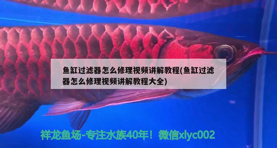 魚缸過(guò)濾器怎么修理視頻講解教程(魚缸過(guò)濾器怎么修理視頻講解教程大全)