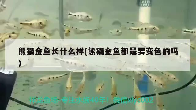 熊貓金魚長什么樣(熊貓金魚都是要變色的嗎)