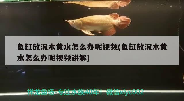 魚缸放沉木黃水怎么辦呢視頻(魚缸放沉木黃水怎么辦呢視頻講解) 魚缸水質(zhì)穩(wěn)定劑