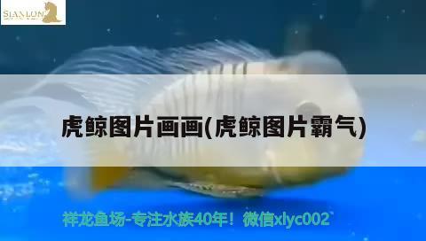 虎鯨圖片畫畫(虎鯨圖片霸氣) 觀賞魚