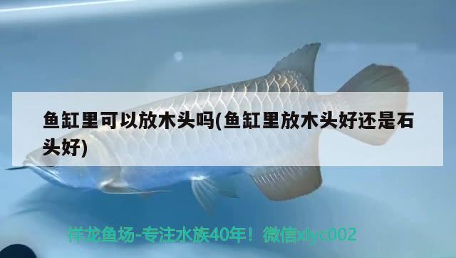 魚缸里可以放木頭嗎(魚缸里放木頭好還是石頭好) 球鯊魚