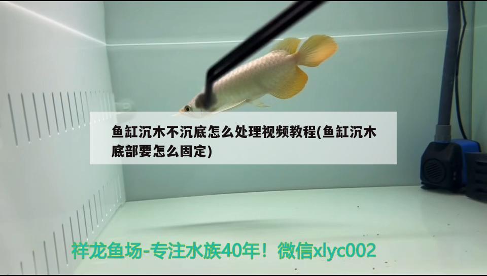 魚缸沉木不沉底怎么處理視頻教程(魚缸沉木底部要怎么固定) 戰(zhàn)車紅龍魚