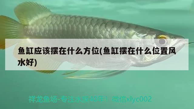 魚缸應(yīng)該擺在什么方位(魚缸擺在什么位置風(fēng)水好) 魚缸風(fēng)水