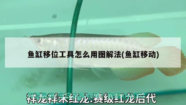 魚缸移位工具怎么用圖解法(魚缸移動) 2024第28屆中國國際寵物水族展覽會CIPS（長城寵物展2024 CIPS）