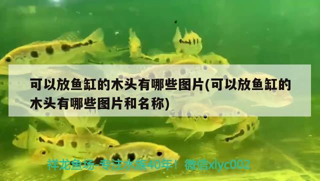 可以放魚缸的木頭有哪些圖片(可以放魚缸的木頭有哪些圖片和名稱) 照明器材 第2張