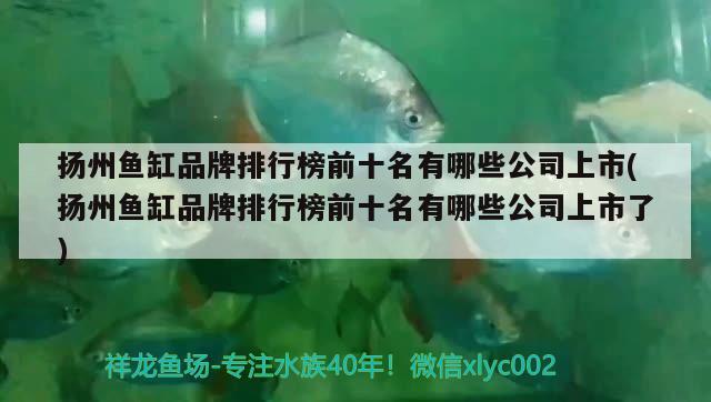 揚州魚缸品牌排行榜前十名有哪些公司上市(揚州魚缸品牌排行榜前十名有哪些公司上市了) B級過背金龍魚