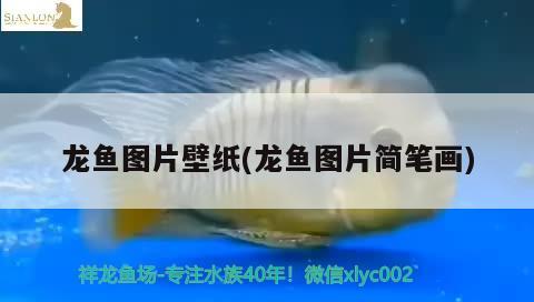 龍魚圖片壁紙(龍魚圖片簡筆畫)