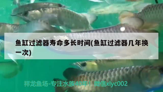 魚缸過濾器壽命多長時間(魚缸過濾器幾年換一次)