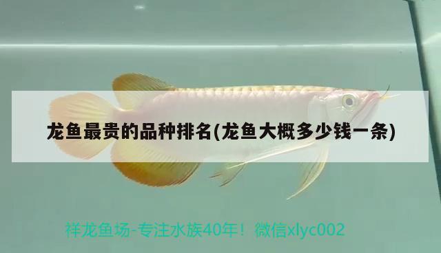 龍魚最貴的品種排名(龍魚大概多少錢一條)