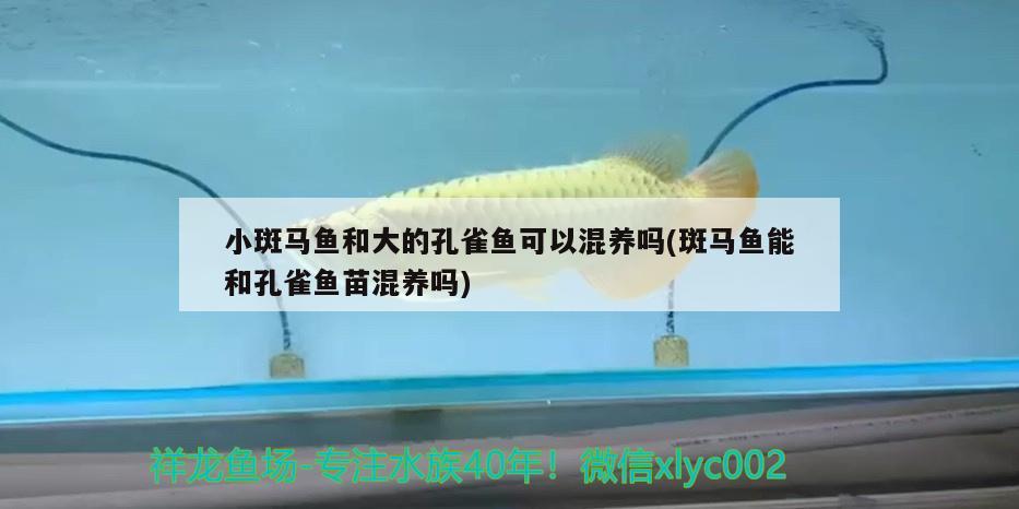 小斑馬魚和大的孔雀魚可以混養(yǎng)嗎(斑馬魚能和孔雀魚苗混養(yǎng)嗎)