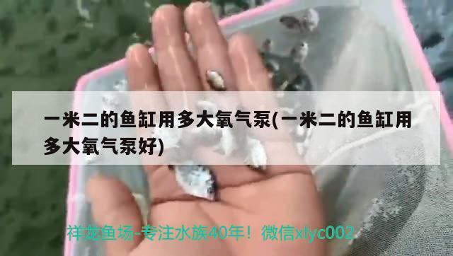 一米二的魚缸用多大氧氣泵(一米二的魚缸用多大氧氣泵好)