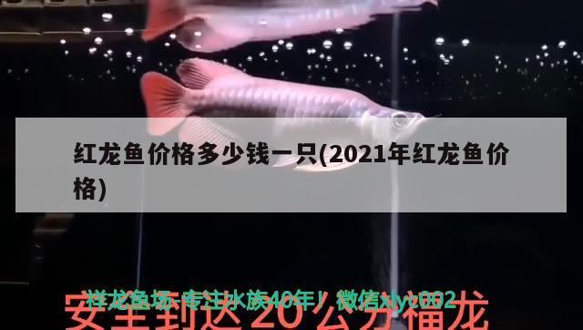 紅龍魚價(jià)格多少錢一只(2021年紅龍魚價(jià)格)