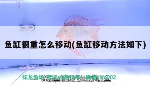 魚缸很重怎么移動(dòng)(魚缸移動(dòng)方法如下) 狗仔招財(cái)貓魚