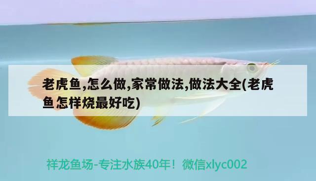 老虎魚,怎么做,家常做法,做法大全(老虎魚怎樣燒最好吃)