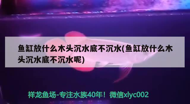 魚缸放什么木頭沉水底不沉水(魚缸放什么木頭沉水底不沉水呢) 非洲金鼓魚