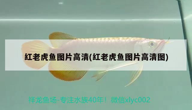 紅老虎魚圖片高清(紅老虎魚圖片高清圖)