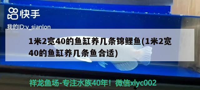 1米2寬40的魚缸養(yǎng)幾條錦鯉魚(1米2寬40的魚缸養(yǎng)幾條魚合適) 祥龍水族護(hù)理水