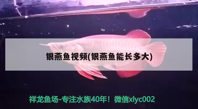 銀燕魚視頻(銀燕魚能長多大) 觀賞魚