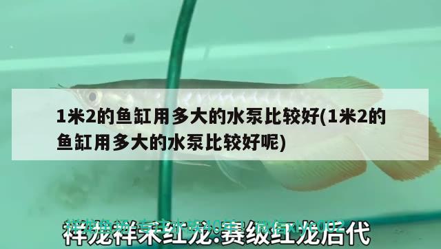 1米2的魚(yú)缸用多大的水泵比較好(1米2的魚(yú)缸用多大的水泵比較好呢) 麥肯斯銀版魚(yú) 第2張