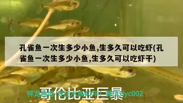 孔雀魚一次生多少小魚,生多久可以吃蝦(孔雀魚一次生多少小魚,生多久可以吃蝦干)