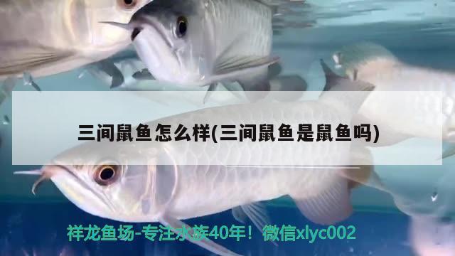 三間鼠魚怎么樣(三間鼠魚是鼠魚嗎) 三間鼠魚 第2張