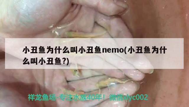 小丑魚(yú)為什么叫小丑魚(yú)nemo(小丑魚(yú)為什么叫小丑魚(yú)?) 海水魚(yú)