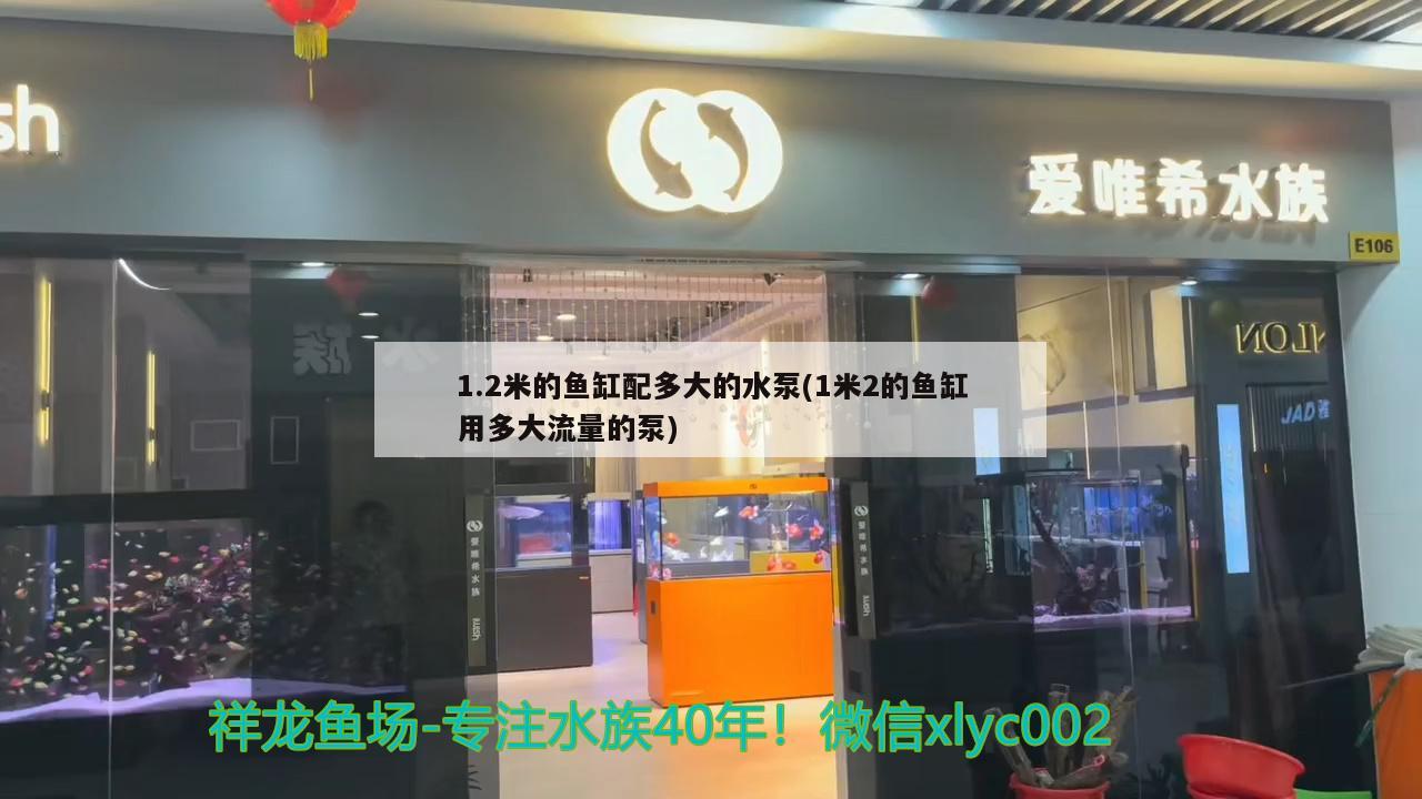 1.2米的魚缸配多大的水泵(1米2的魚缸用多大流量的泵) 黃金招財貓魚