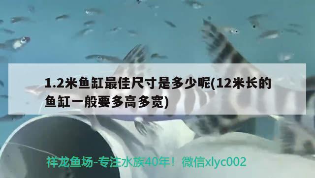 1.2米魚(yú)缸最佳尺寸是多少呢(12米長(zhǎng)的魚(yú)缸一般要多高多寬) 虎紋銀版魚(yú)