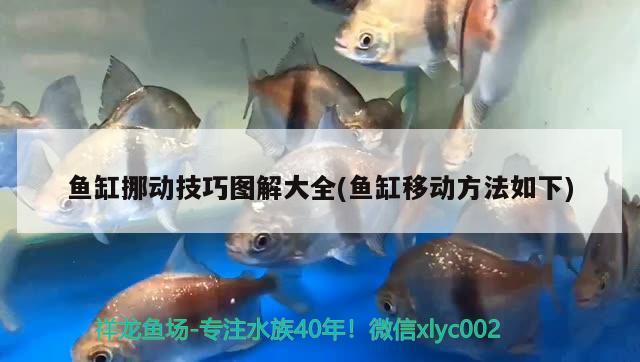 魚缸挪動技巧圖解大全(魚缸移動方法如下)