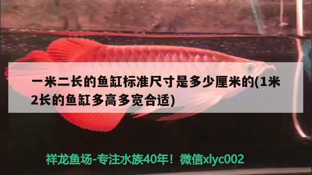 一米二長(zhǎng)的魚(yú)缸標(biāo)準(zhǔn)尺寸是多少厘米的(1米2長(zhǎng)的魚(yú)缸多高多寬合適) 黃金夢(mèng)幻雷龍魚(yú)