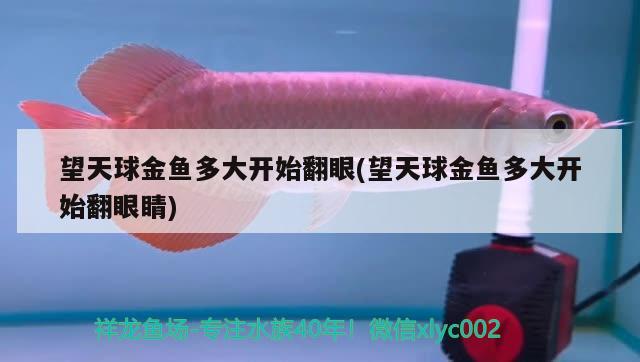 望天球金魚多大開始翻眼(望天球金魚多大開始翻眼睛) 觀賞魚