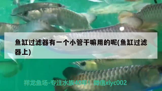 魚缸過濾器有一個小管干嘛用的呢(魚缸過濾器上)